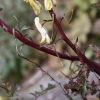 염주괴불주머니(Corydalis heterocarpa Siebold & Zucc.) : 청암