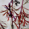 실제비쑥(Artemisia angustissima Nakai) : 고들빼기
