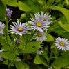 해국(Aster spathulifolius Maxim.) : 풀잎사랑