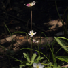 남바람꽃(Anemone flaccida F.Schmidt) : 고들빼기