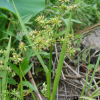 참비녀골풀(Juncus prismatocarpus R.Br. subsp. leschenaultii (Gay ex Laharpe) Kirschner) : 현촌