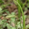 그늘흰사초(Carex planiculmis Kom.) : 도리뫼