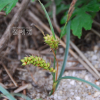 좀보리사초(Carex pumila Thunb.) : 통통배