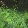 조밥나물(Hieracium umbellatum L.) : 무심거사