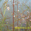 큰비짜루국화(Symphyotrichum expansum (Poepp. ex Spreng.) G.L.Nesom) : 무심거사