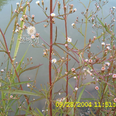 큰비짜루국화(Symphyotrichum expansum (Poepp. ex Spreng.) G.L.Nesom) : 현촌