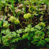 연복초(Adoxa moschatellina L.) : 도리뫼