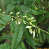 애기등(Wisteriopsis japonica (Siebold & Zucc.) J.Compton & Schrire) : kplant1