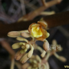 으름난초(Cyrtosia septentrionalis (Rchb.f.) Garay) : 노루발