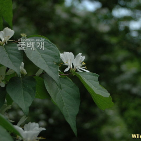 괴불나무(Lonicera maackii (Rupr.) Maxim.) : 벼루