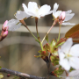 벚나무 : 산들꽃