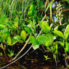 조름나물(Menyanthes trifoliata L.) : 바지랑대