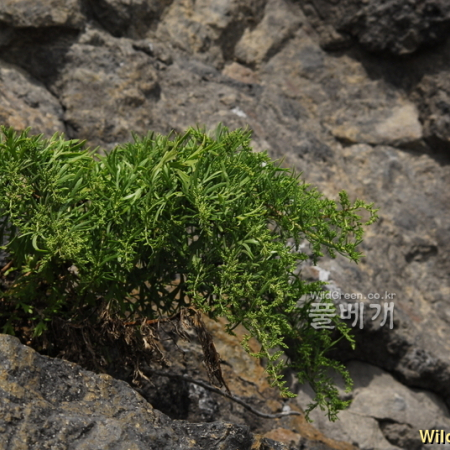 섬쑥(Artemisia hallaisanensis Nakai) : 통통배