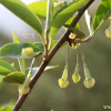 보리수나무(Elaeagnus umbellata Thunb.) : 필릴리