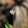 비슬개별꽃(Pseudostellaria × biseulsanensis M.Kim & H.Jo) : 산들꽃