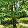 구주피나무(Tilia kiusiana Makino & Shiras.) : 설뫼