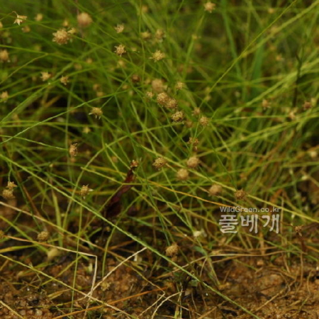 큰개수염(Eriocaulon taquetii Lecomte) : 통통배