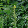 우단담배풀(Verbascum thapsus L.) : 통통배