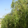 수양버들(Salix babylonica L.) : 꽃사랑