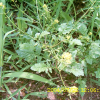속속이풀(Rorippa palustris (L.) Besser) : 버들피리