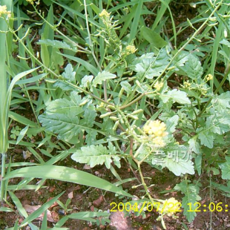 속속이풀(Rorippa palustris (L.) Besser) : 현촌