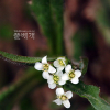 냉이(Capsella bursa-pastoris (L.) Medik.) : 가야