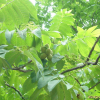 가래나무(Juglans mandshurica Maxim.) : dongnam