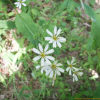흰씀바귀(Ixeridium dentatum (Thunb.) Tzvelev f. albiflora (Makino) H.Hara) : 청암