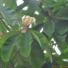일본목련(Magnolia obovata Thunb.) : 통통배