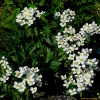 바람꽃(Anemone crinita Juz.) : 설뫼*