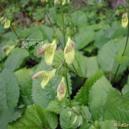 참배암차즈기(Salvia chanryoenica Nakai) : 벼루