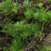 섬쑥(Artemisia hallaisanensis Nakai) : 통통배
