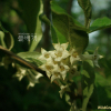 보리수나무(Elaeagnus umbellata Thunb.) : 필릴리