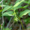 목포용둥굴레(Polygonatum cryptanthum H.Lev. & Vaniot) : 산들꽃