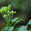 놋젓가락나물(Aconitum ciliare DC.) : 설뫼