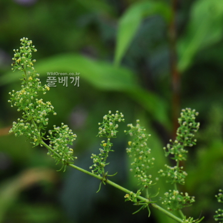 털솔나물(Galium verum var. trachycarpum DC.) : 통통배