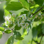 당조팝나무 : 산들꽃