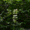 당조팝나무(Spiraea chinensis Maxim.) : 여로
