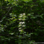 당조팝나무 : 산들꽃
