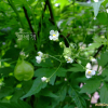 풍선덩굴(Cardiospermum halicacabum L.) : 풀배낭