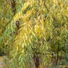 수양버들(Salix babylonica L.) : 꽃사랑