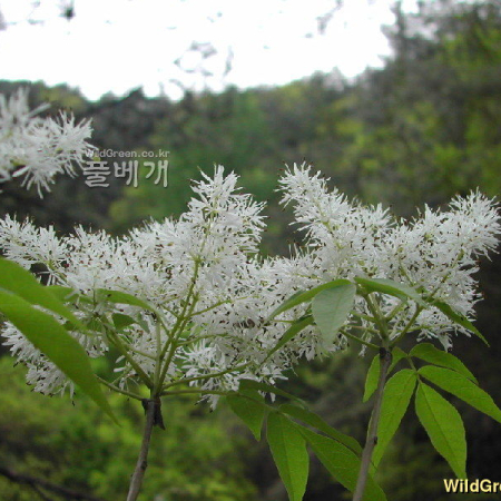 쇠물푸레나무(Fraxinus sieboldiana Blume) : 벼루