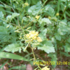 속속이풀(Rorippa palustris (L.) Besser) : 현촌