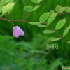 땅비싸리(Indigofera kirilowii Maxim. ex Palib.) : 들꽃사랑