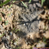 큰벼룩아재비(Mitrasacme pygmaea R.Br.) : 청암
