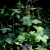 꽃쥐손이(Geranium platyanthum Duthie) : 들국화