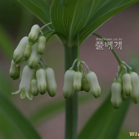 층층갈고리둥굴레(Polygonatum sibiricum Delar.) : 塞翁之馬