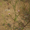 비짜루국화(Symphyotrichum subulatum (Michx.) G.L.Nesom) : 여울목