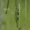 호밀(Secale cereale L.) : 추풍