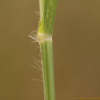 왕바랭이(Eleusine indica (L.) Gaertn.) : 추풍